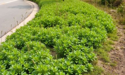 Rośliny przy ciągach komunikacyjnych – jak je sadzić, by nie utrudniały ruchu i wspierały ekosystem